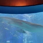 Whale shark "Yu-Chan" at Osaka Aquarium Kaiyukan in Osaka, Japan - Virtual Globetrotting
