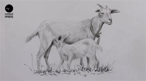 Realistic Goat Drawing