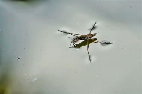 Amazing facts about water striders - Gulo in Nature
