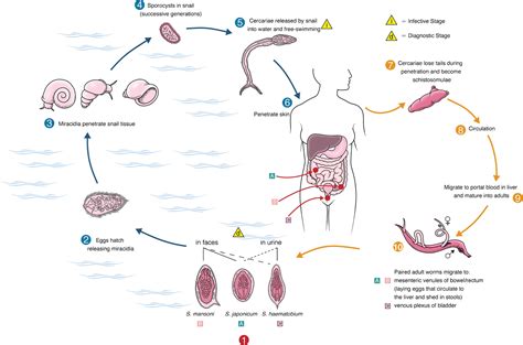 Schistosoma Japonicum Life Cycle