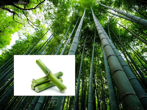 Why does bamboo grow so fast?