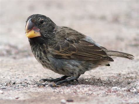 Pinzón de Darwin Picogordo - eBird