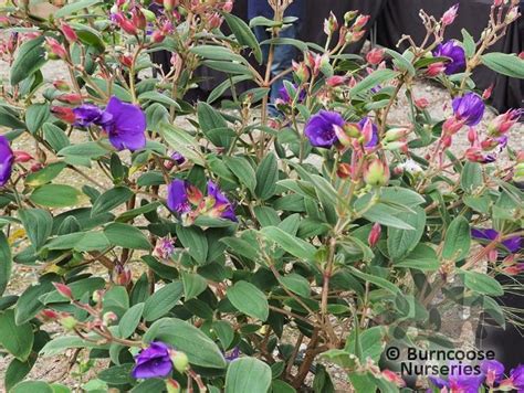 Tibouchina Varieties | ubicaciondepersonas.cdmx.gob.mx