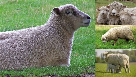 Top 20 Best Native British Sheep Breeds