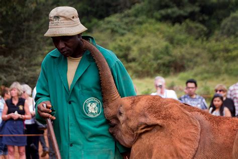 Adopt an Orphaned Elephant From The David Sheldrick Wildlife Trust ...