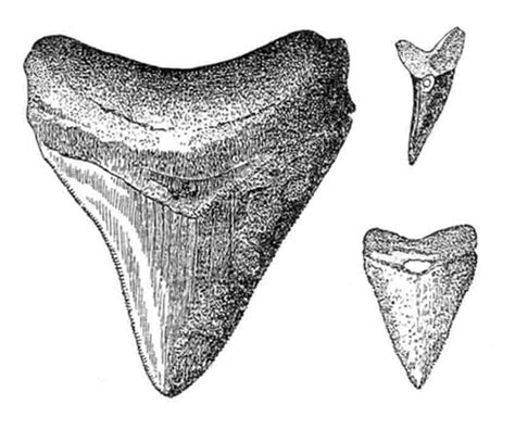 Modified fossil shark teeth found at the Hopewell Mound Group by Squier... | Download Scientific ...