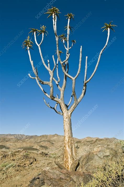 Quiver tree - Stock Image - C009/9647 - Science Photo Library