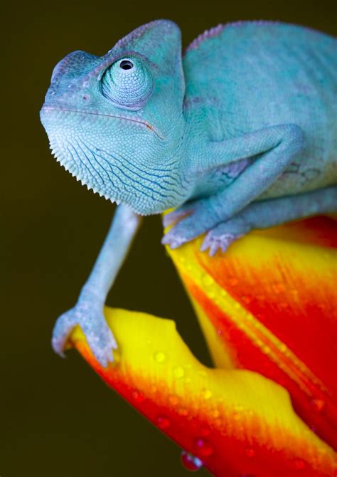 Make life colourful! Thanks to "Idle Chameleon" Les Reptiles, Reptiles And Amphibians, Mammals ...