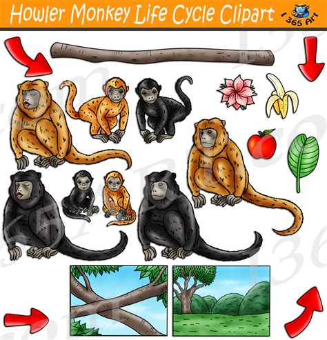 Howler Monkey Life Cycle Clipart Set Download - Clipart 4 School