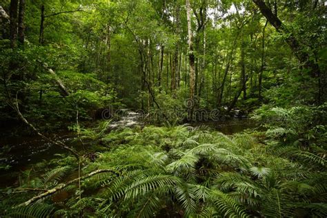 Tree fern forest stock image. Image of rain, fall, river - 75735763