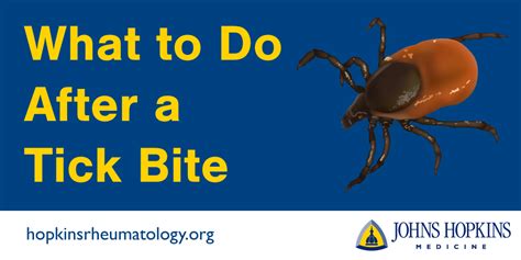 What to do after a tick bite - Lyme Disease - Johns Hopkins