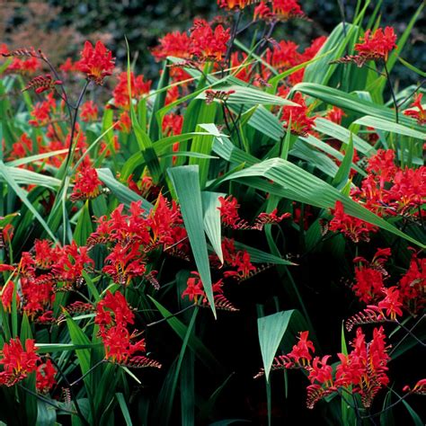 Buy Crocosmia Lucifer Online | Garden Goods Direct