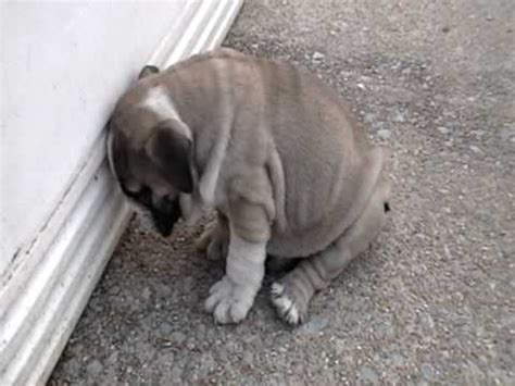 English bulldog puppy sleeping - YouTube