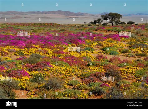 Namib Desert Plants