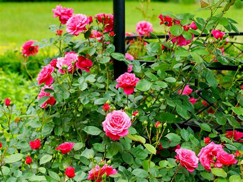 How to grow and care for roses | Love The Garden