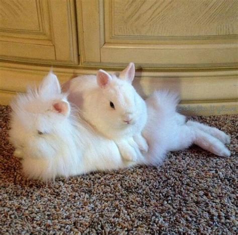 Fluffy Bunnies To Warm Your Heart – Lafeber Co. – Small Mammals