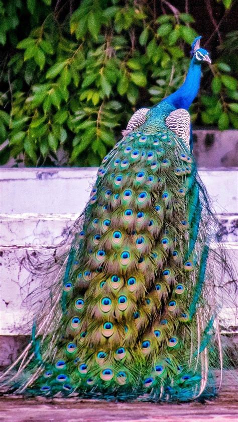 Que lindo Most Beautiful Birds, Pretty Birds, Peacock Images, Peacock ...