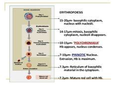 7 Erythropoiesis ideas | hematology, medical laboratory, medical laboratory science