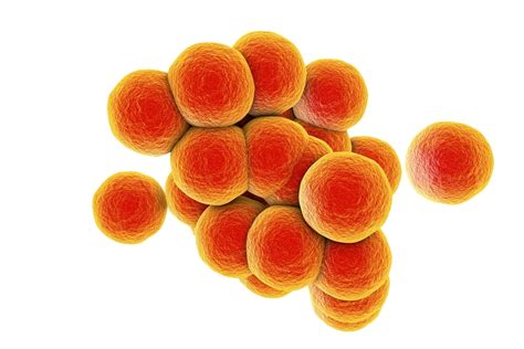 I Feel Sick: Staphylococcus Group Food-borne Infection