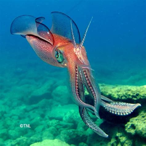 Bigfin Reef Squid | Beautiful sea creatures, Deep sea creatures, Ocean ...