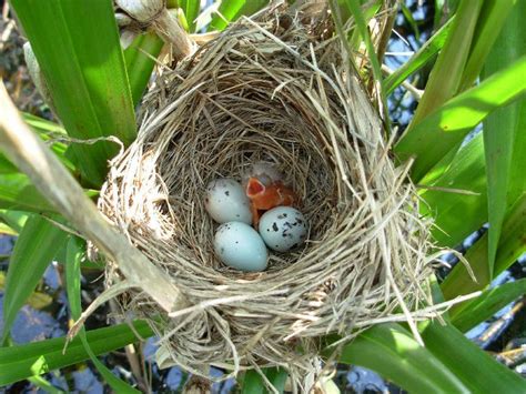 17 Best images about Redwinged Blackbirds on Pinterest | Image search, Birds and All black