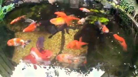 Fancy goldfish pond fisheye video - YouTube