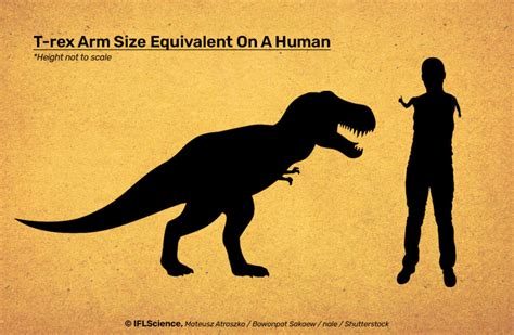 Why Were T-Rex Arms So Small? One Scientist Has A Great New Theory | IFLScience