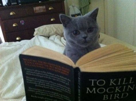 12 Cats Who Are Serious About Reading | Book memes, Book humor, Funny memes