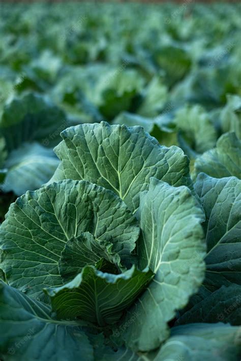 Premium Photo | Farmer watering cabbage garden with water can