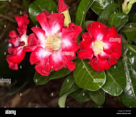 Cluster of stunning dark red and white flowers of Adenium obesum ...