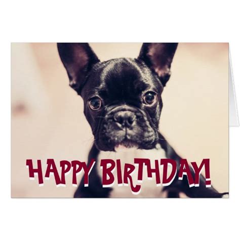 Cute French Bulldog birthday card | Zazzle.ca