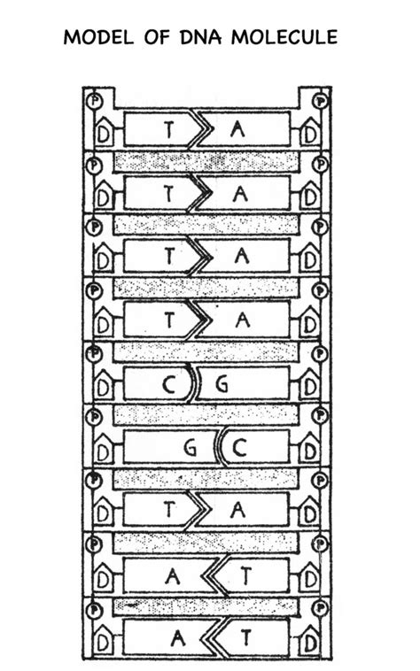 DNA ladder Diagram | Quizlet