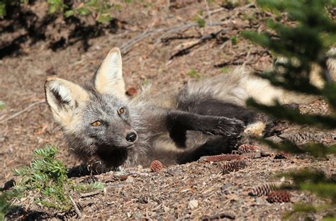 Tom Kogut Photography | Pacific Northwest: Wildlife (except birds)