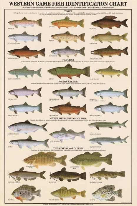 Western Game Fish Identification Poster - Duranglers Fly Fishing Shop ...