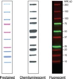 Using unstained protein ladder for western blot - tastege