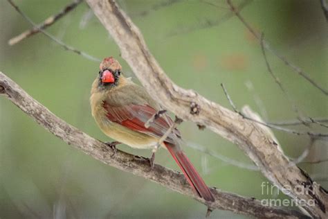 Female Cardinal Feeding Photograph by Cathy Fitzgerald - Pixels