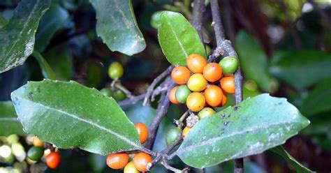 Botany word of the day : Drupe: A fleshy fruit that contains one or ...