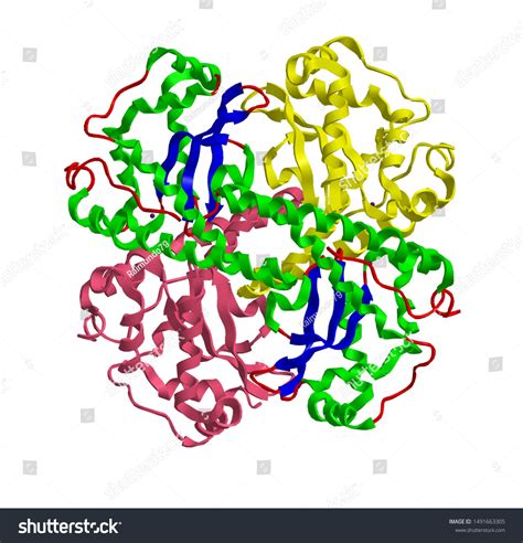 Molecular Structure Human Enzyme Superoxide Dismutase Stock ...