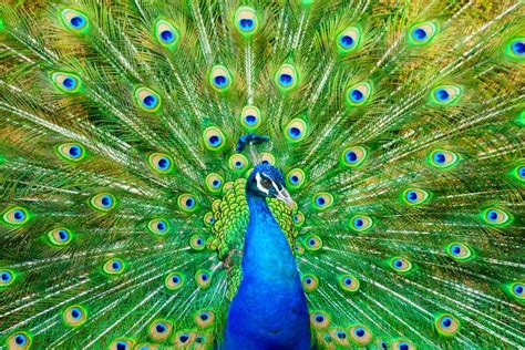 11 Colorful Peacock Facts