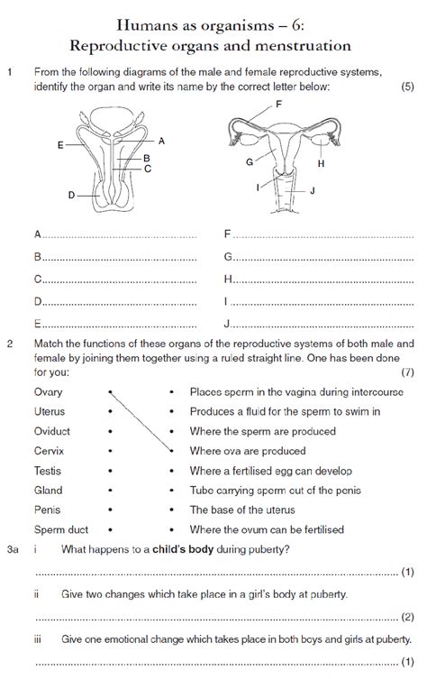 Human Reproductive System Worksheets