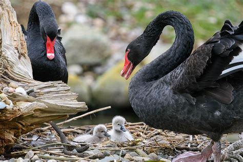 Black swan cygnets | WWT