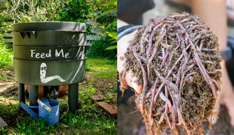 Vermicomposting – How To Start Your Own Worm Bin