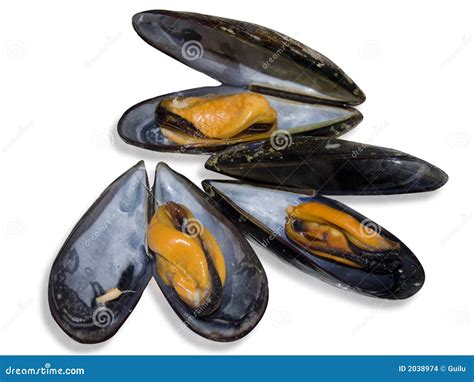 Mussels stock photo. Image of fish, ocean, taste, mussels - 2038974