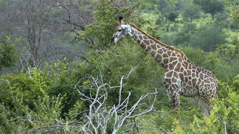 South African Giraffe (Southern Giraffe) | BirdForum