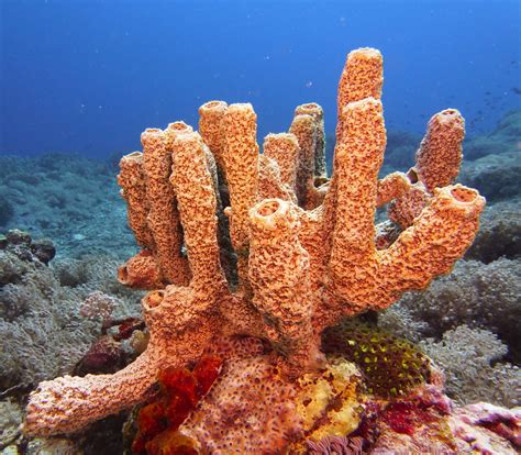 Image result for unusual sponges ocean | Ocean creatures, Underwater theme, Marine animals