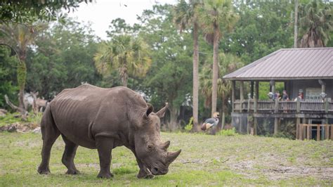 Jacksonville Zoo gets new southern white rhino for breeding