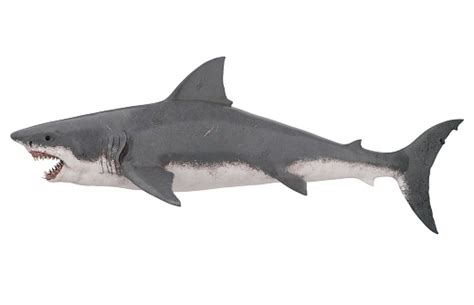 Great White Shark Isolated Stock Photo - Download Image Now - iStock