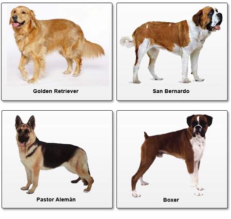 Nombres de razas de perros con imagenes - Imagui