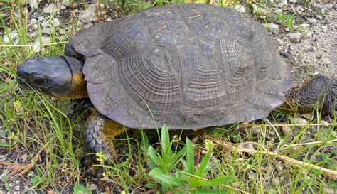 WOOD TURTLES GLYPTEMYS INSCULPTA (THREATENED) – HISTORY AND CONSERVATION