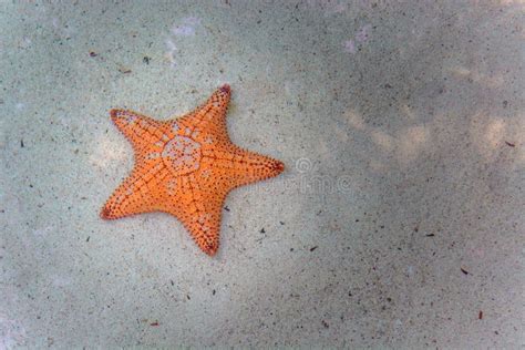 Orange Starfish Underwater on Sand in a Natural Habitat Stock Image ...